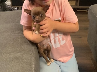 Chihuahua – Chihuahuas due in two weeks!