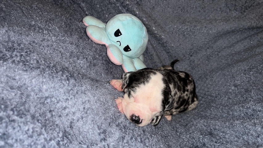 Staffordshire Bull Terrier – staffy puppy