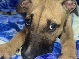 little puppy for sale