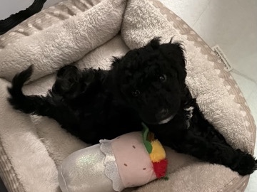 Poodle – Standard Poodle puppy – Arroyo Grande