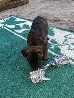 American Staffordshire Terrier – looking for new home