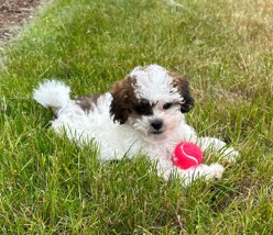 Shih Tzu – Otis- Shih Tzu/Poodle
