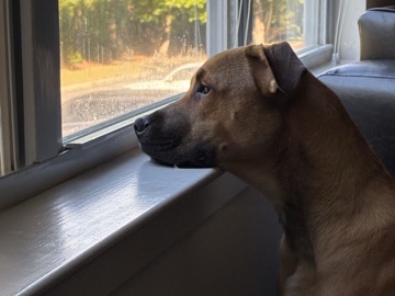 Mixed Breed – Tony – Greenville