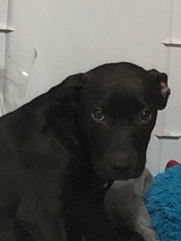 Labrador Retriever – puppy for rehome