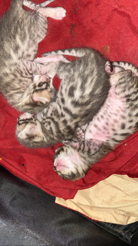 Bengal – bengal kittens