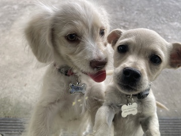 Chihuahua – Re-Homing – Houston