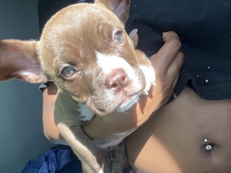 American Bulldog – female micro bully – Los Angeles