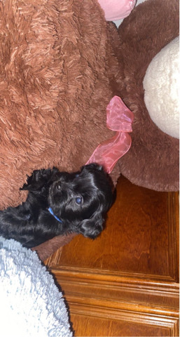 male shih tzu chihuahua mix