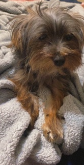 Yorkshire Terrier – Bella B