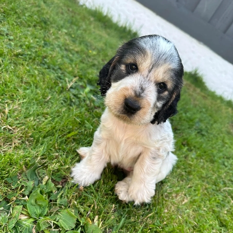 English Cocker Spaniel β Extensively health tested, KC reg Show Cockers