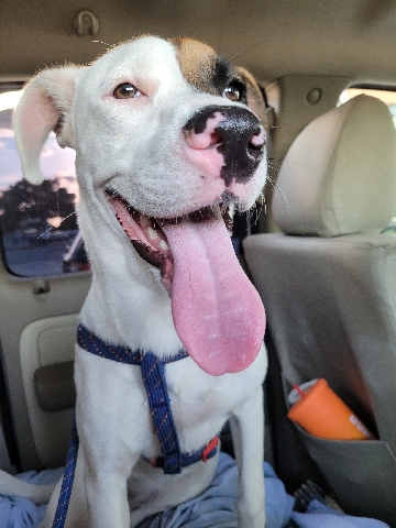 Labrador Retriever – Free to good home