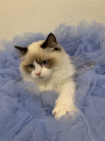 Ragdoll – Seal Bicolor purebred Ragdoll Boy
