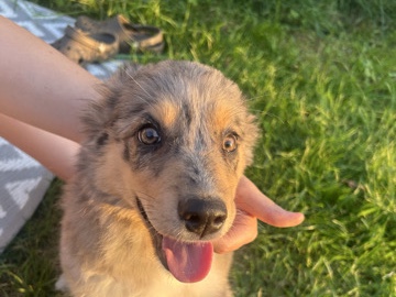  Australian Shepherd puppies 
