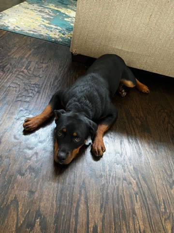 Rottweiler – 1 year old Rottweiler puppy