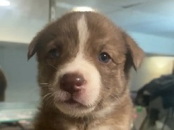 Mixed Breed – 7 week old male puppy – St. Louis