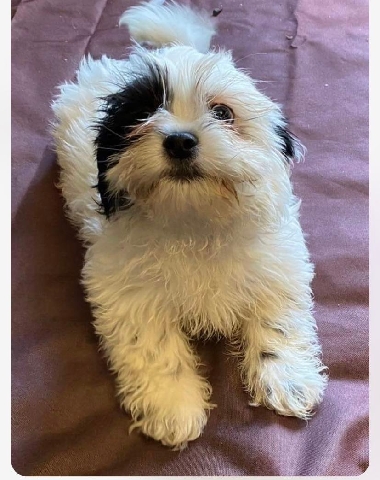 Shih Tzu – shitzu/bichon puppies