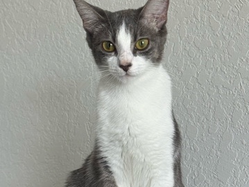 American Shorthair - Looking for a new home for my cats available for adoption in San Antonio