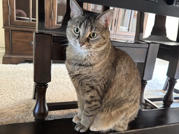 Female Cat- social, beautiful – Millville