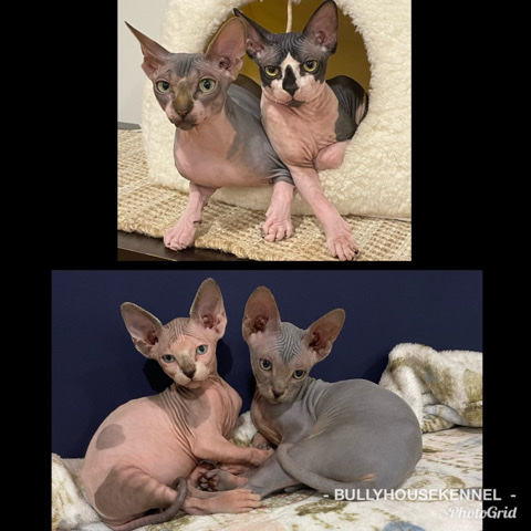 Sphynx – sphynx kittens 3 months