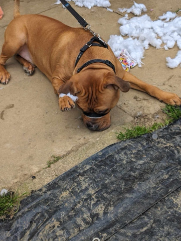 Cane Corso – no time wasters