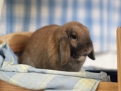 mini holland lop bunny looking for home 