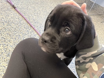 Mixed Breed – Puppy needs a new home – Webster
