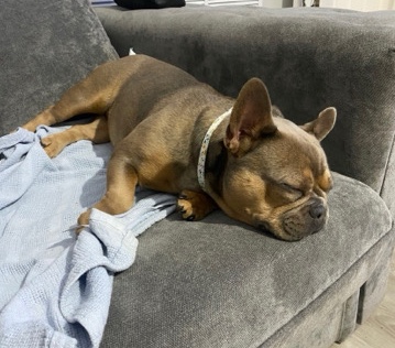 French Bulldog – Rehoming