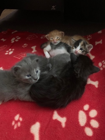 kittens