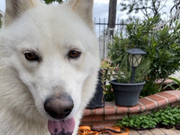 Mixed Breed – Rehoming – Cypress