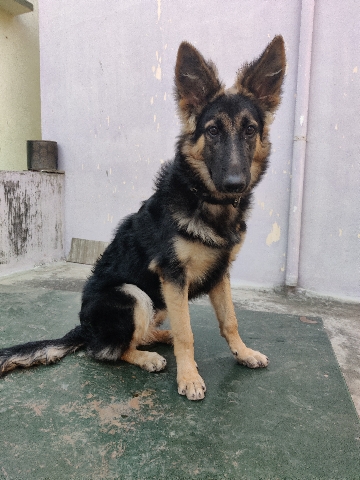 German Shepherd – german shepherd 5 month female puppy