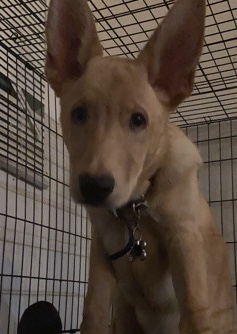 German Shepherd – German shepherd pup needs a new home