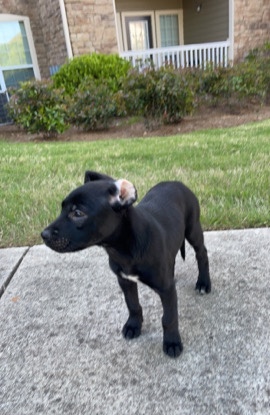 American Pit Bull Terrier – Lab/Pit mix