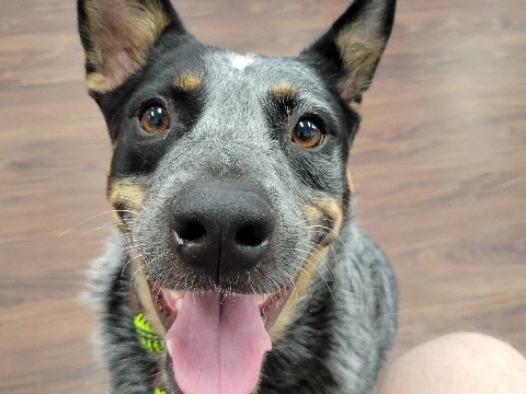 Australian Cattle Dog – Fun and loyal – Corpus Christi