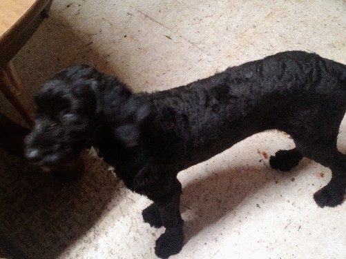 Poodle – Free – Poteau