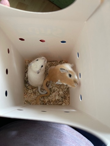 Any – 2 gerbils