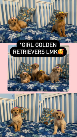 Golden Retriever – golden retriever puppies