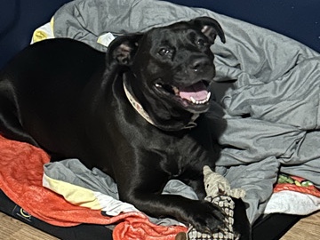 American Pit Bull Terrier – this is jubi! (ju-bee) aka my sweet girl! – Kathleen