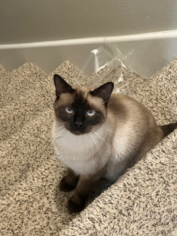 looking to rehome Siamese cat and Maine **** male