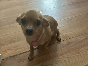 Chihuahua – Chihuahua mix poodle – East Orange