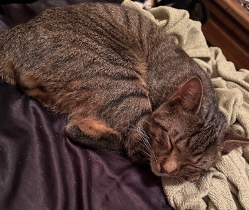 Manx – manx cat for sell (name:tigger)