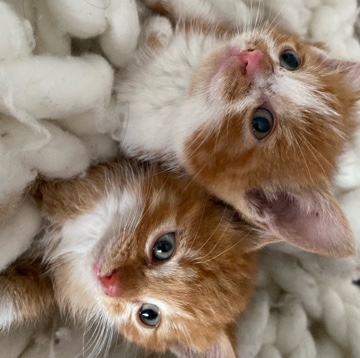 Two Stray Kittens