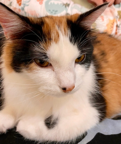Female Long hair Calico cat