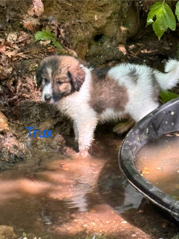 Sheepdoodle pyrenese pup