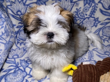 Male Imperial Shih Tzu Puppy