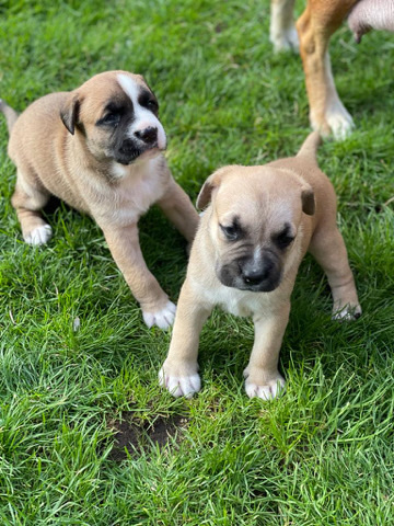 English Mastiff – pupp