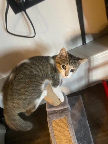 kitten