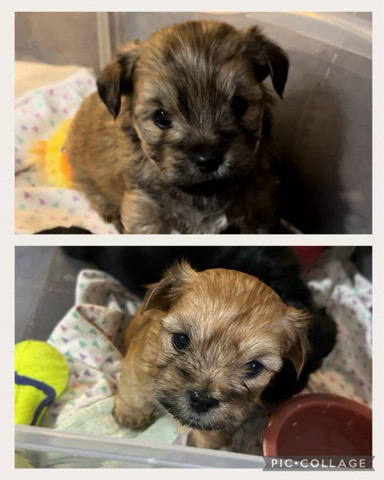 Yorkshire Terrier – Shorkie ( Shih Tzu Yorkie ) Puppies