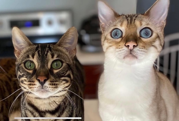 Bengal – Bonded male pair of Bengal cats
