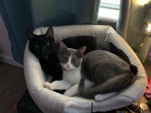 Two fur babies plus a self cleaning LitterRobot