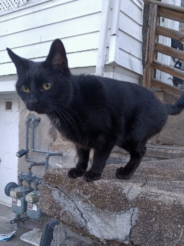 Bombay – Daisy the black cat